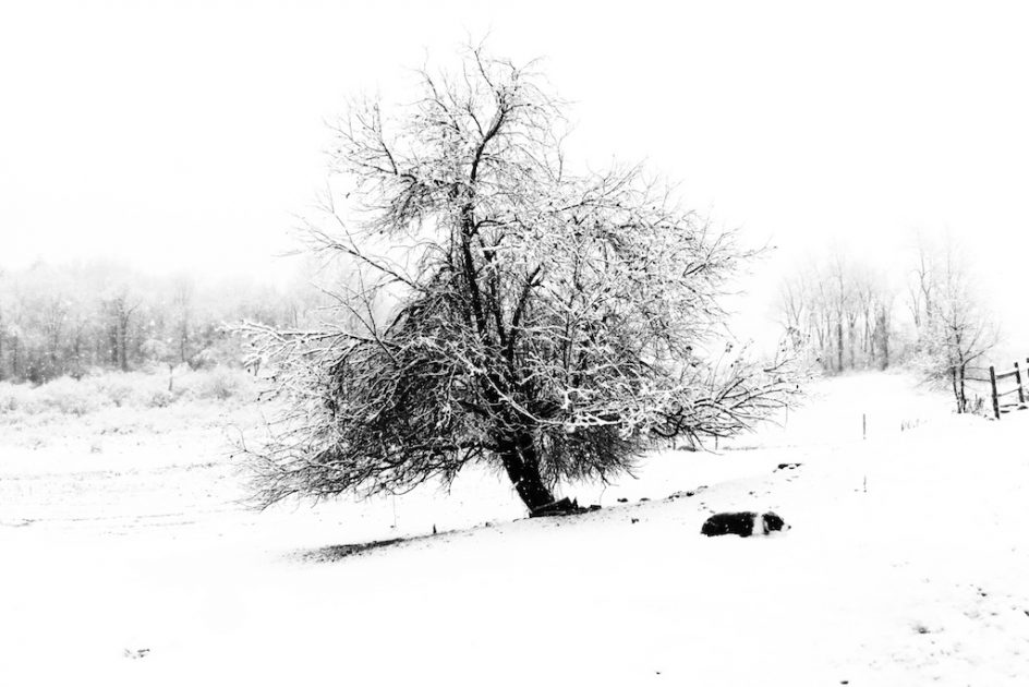 In The Winter Pasture