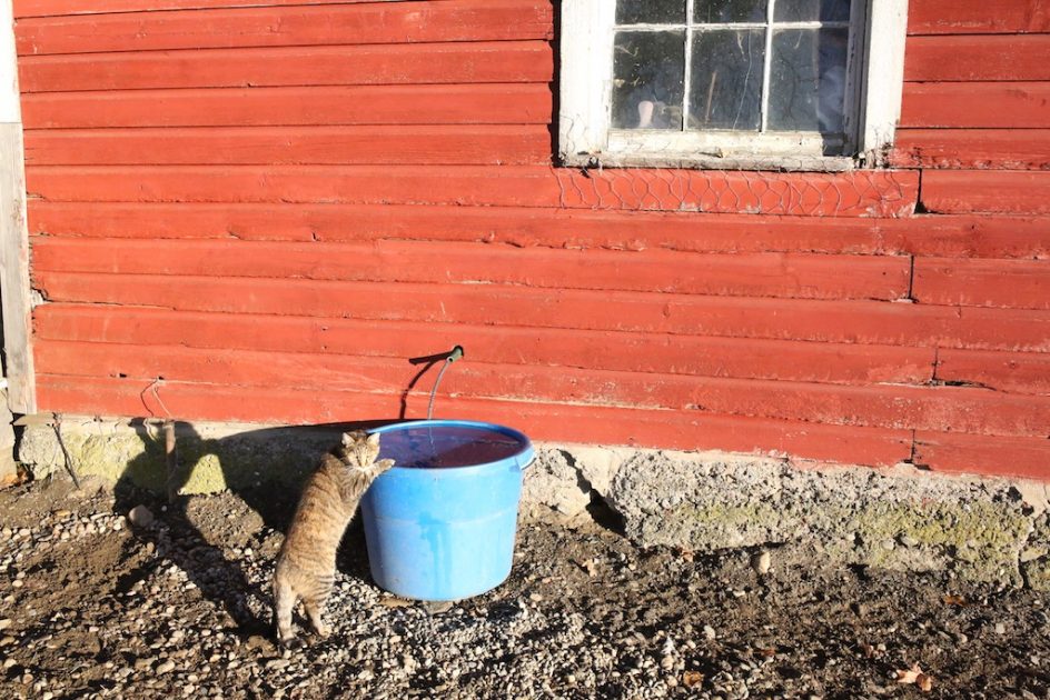 The Mystery Of Barn Cats