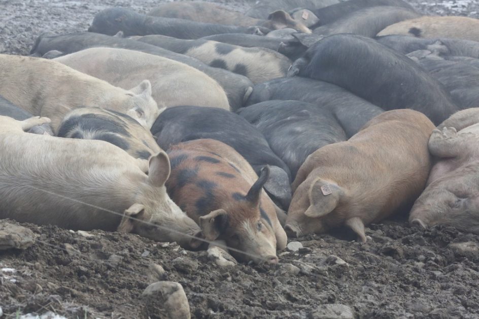 Pigs In The Fog