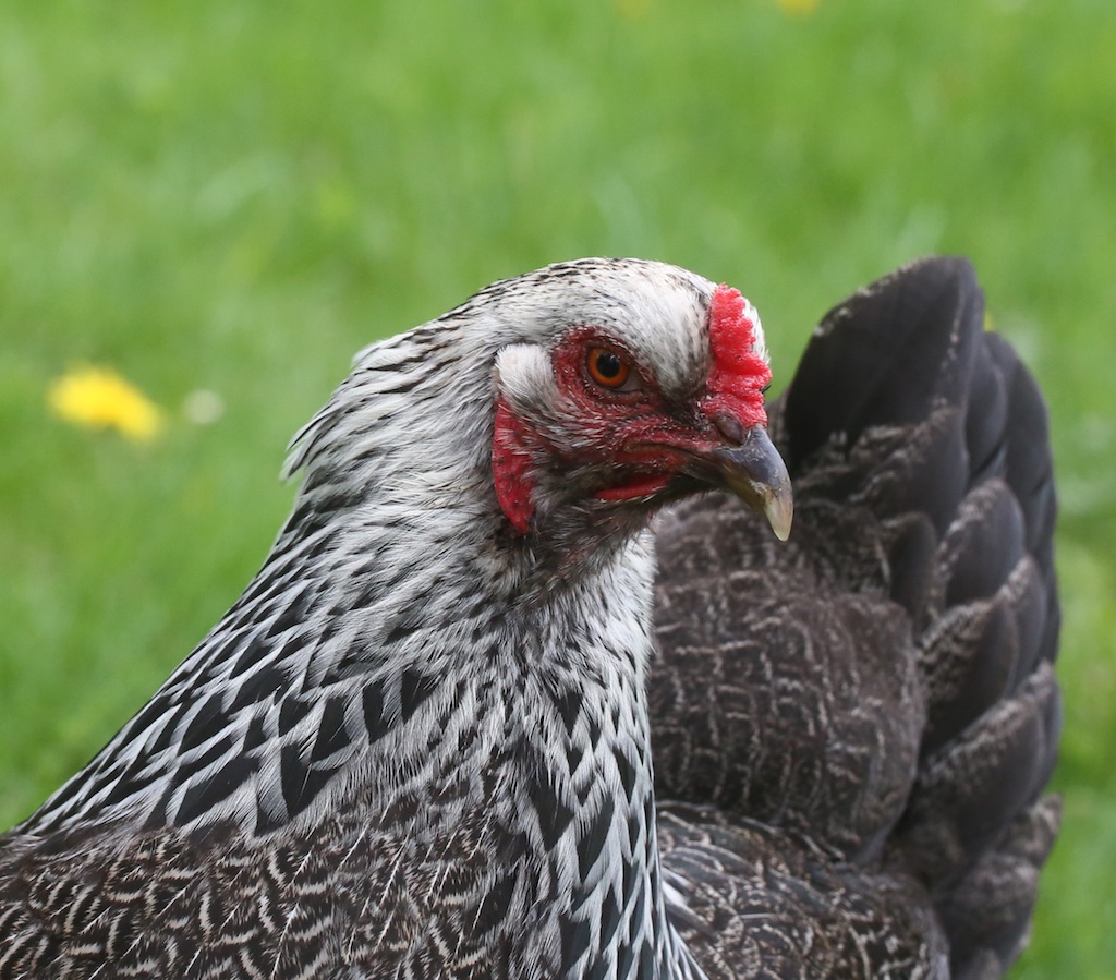 Portrait- The Grey Hen - Bedlam Farm