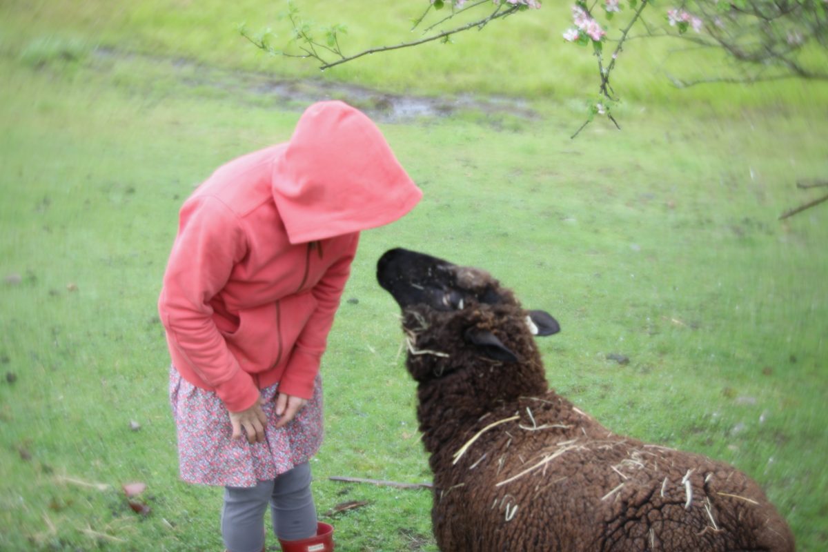 How To Talk To Animals 1 Bedlam Farm