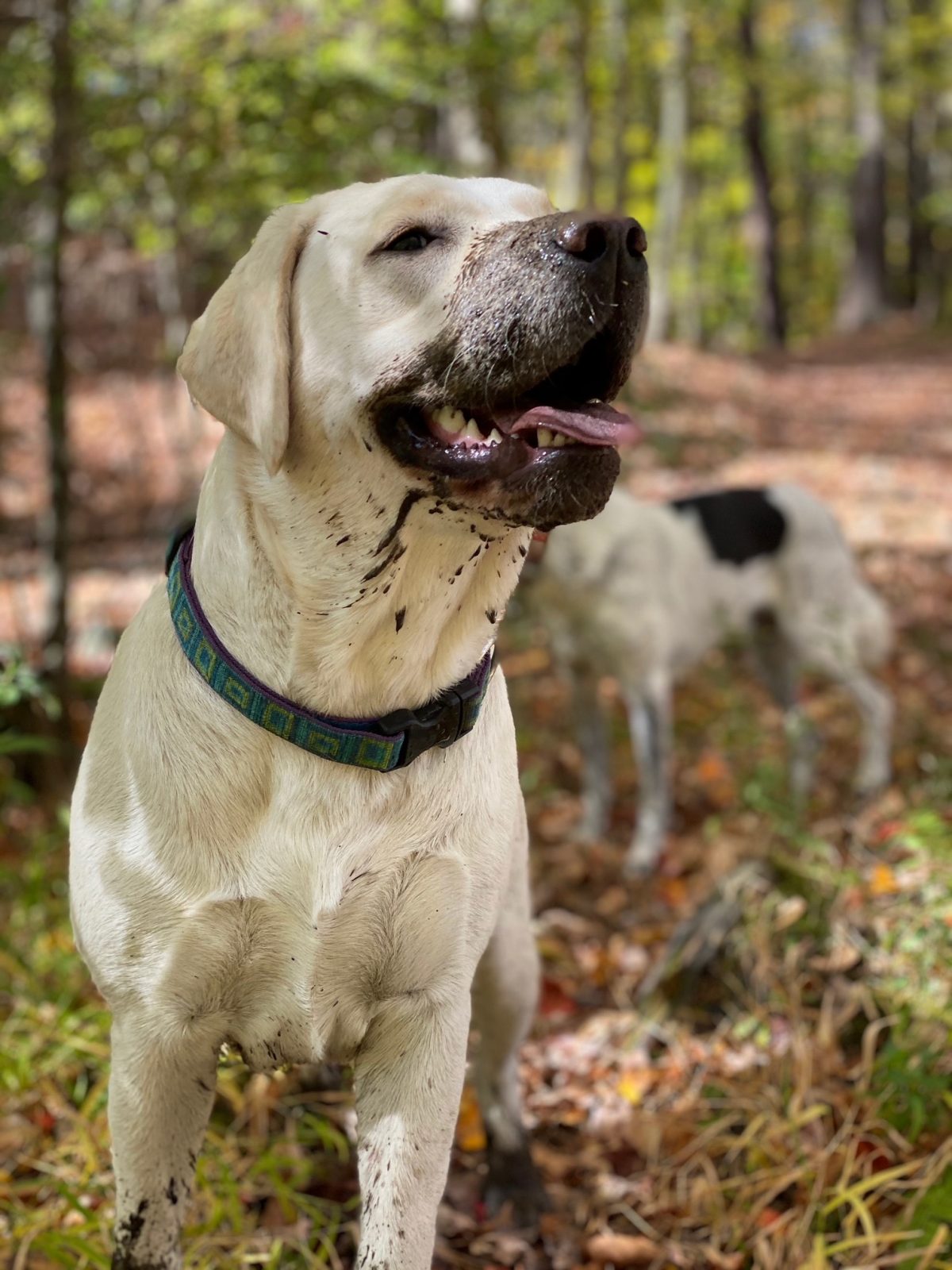 The Story Of The Labrador Retriever Bedlam Farm