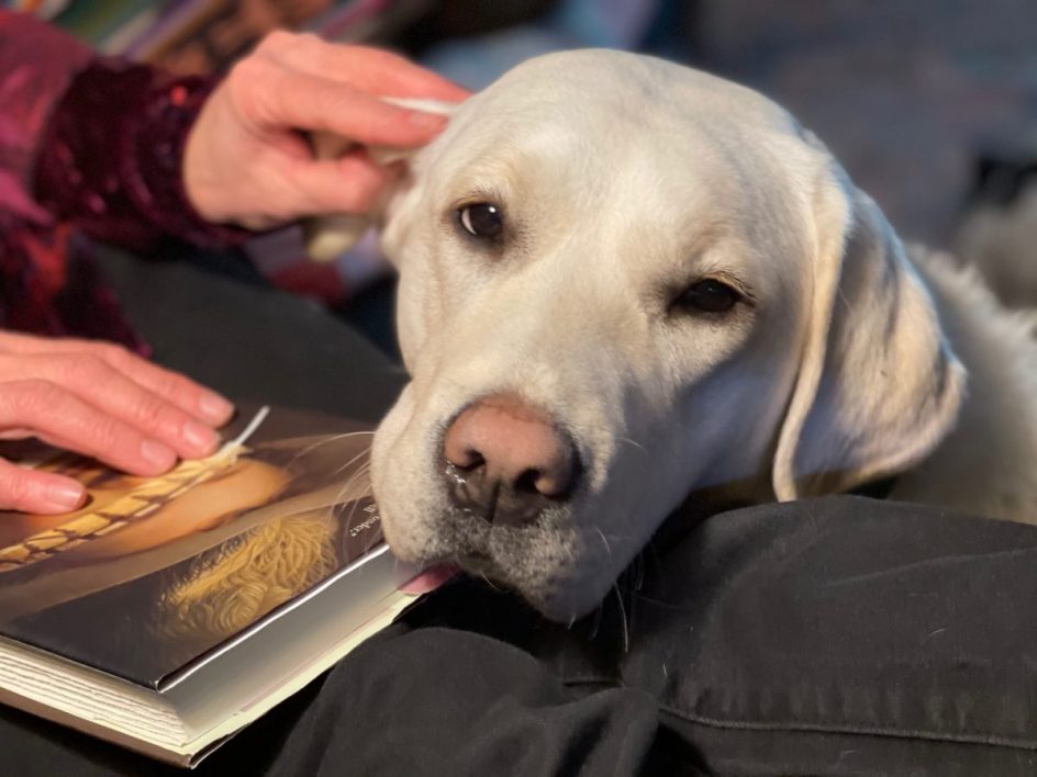 Do Dogs Think? And If So, What Do They Think? And Why Do So Many People