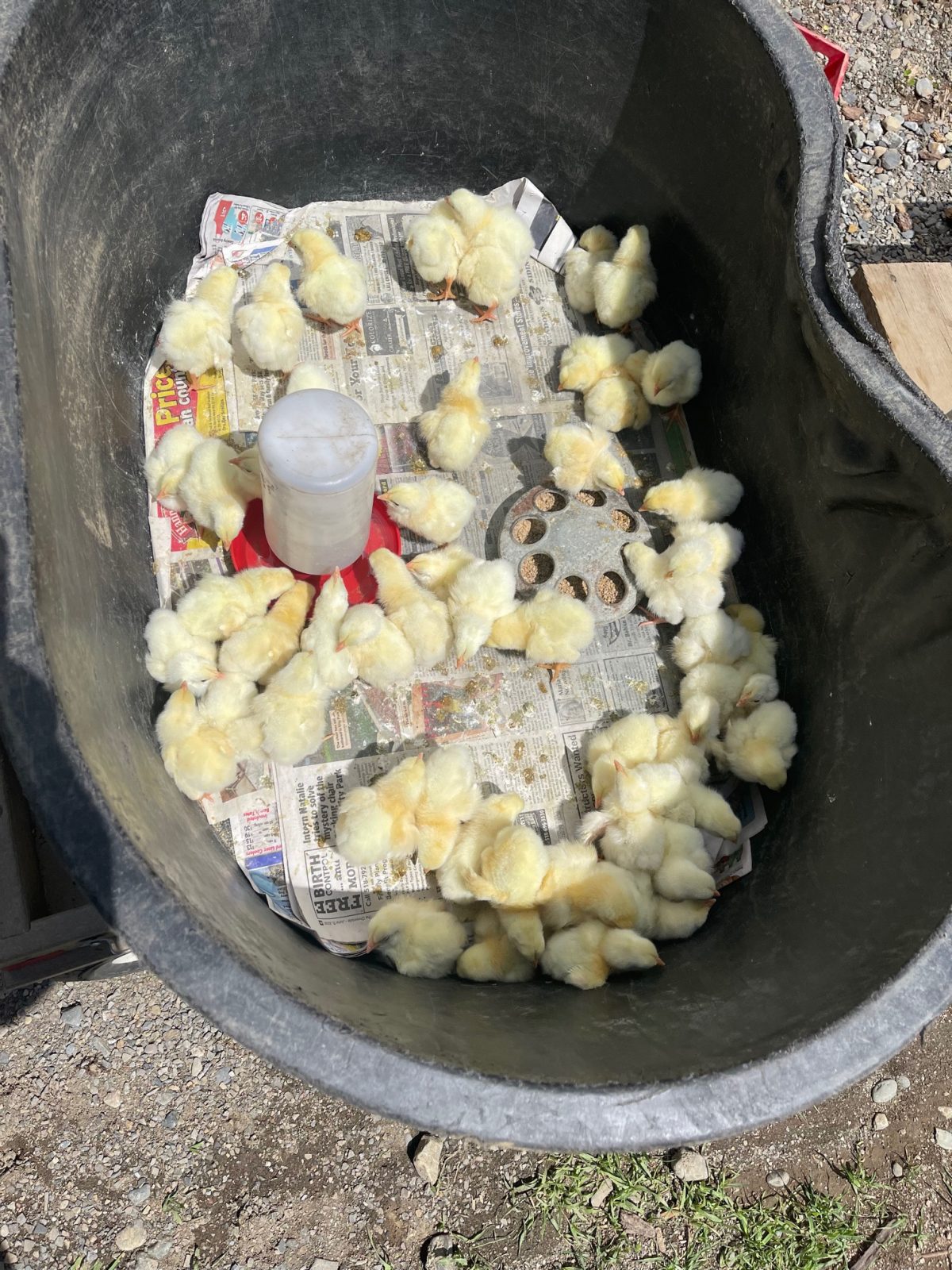 how-the-amish-eat-inside-a-meal-speaking-of-meals-the-chicks-arrived