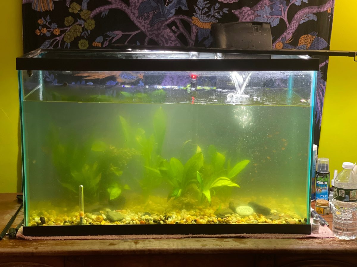 Bacterial Bloom (And Boom) In Our Fish Tank Bedlam Farm