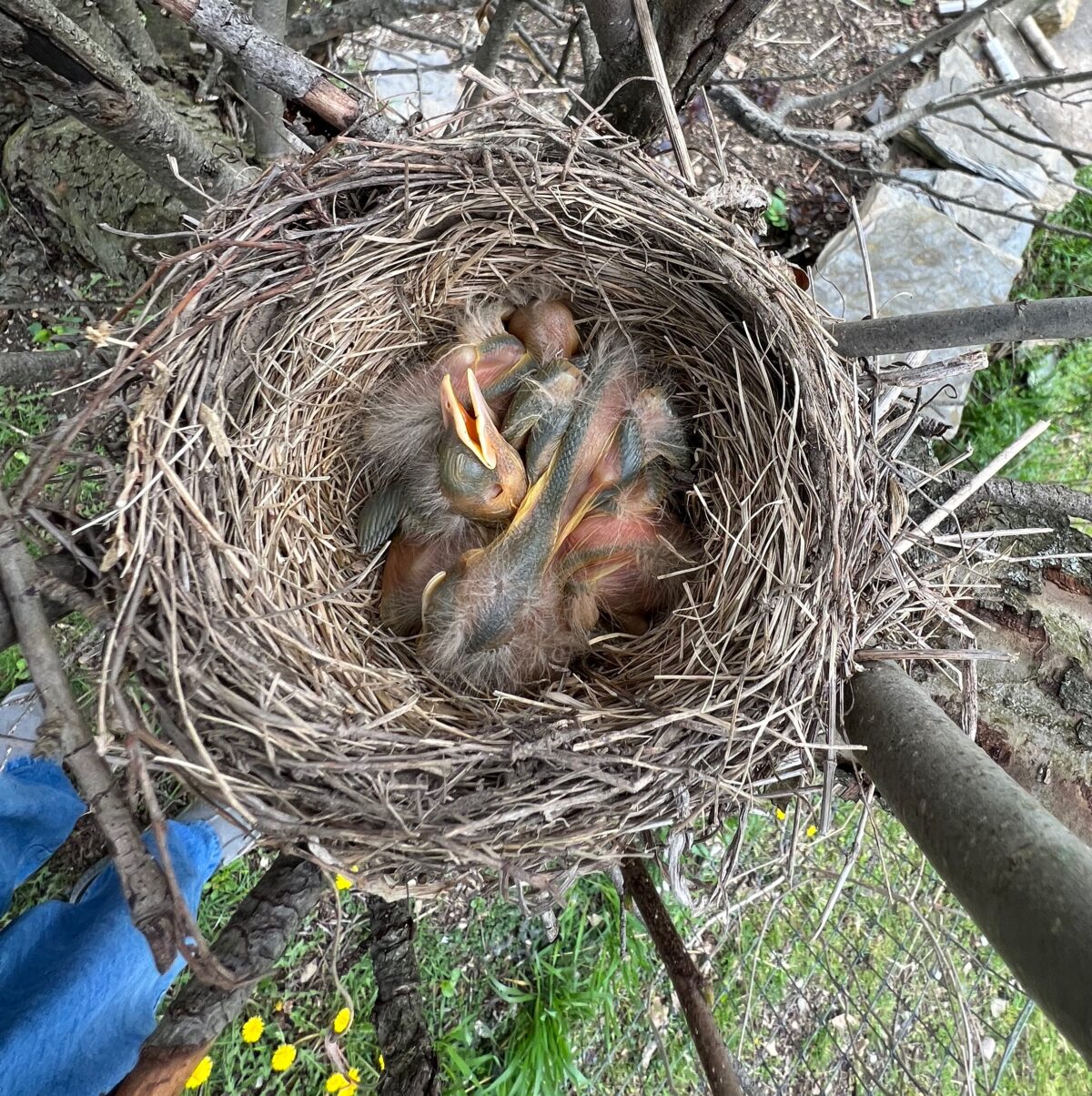 Robin nest deals