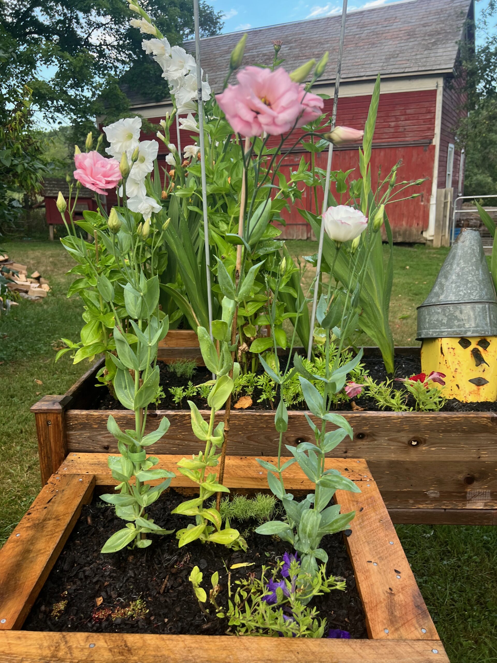 Lisianthus plant store