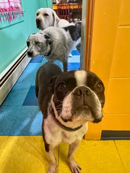 Three dogs looking through a doorway at a camera.